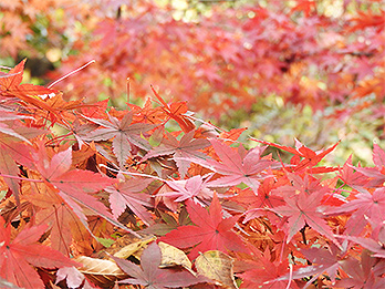 フジクラ 木場千年の森