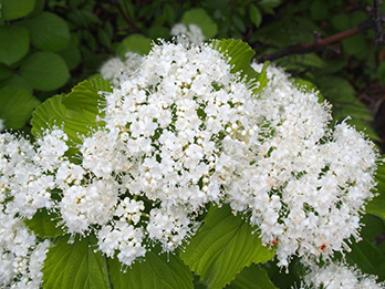 フジクラ 木場千年の森