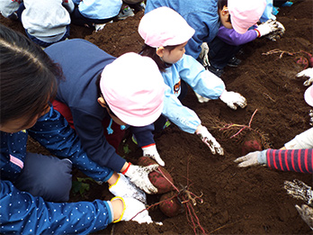 「フジクラ 木場千年の森」で芋堀り体験