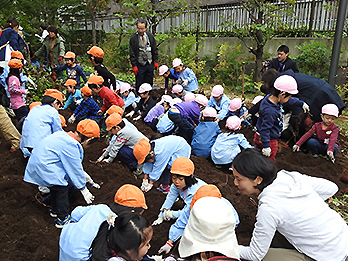 「フジクラ 木場千年の森」で芋堀り体験
