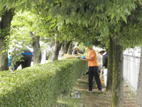 低木の剪定作業